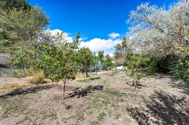 a view of a yard with a tree and a patio