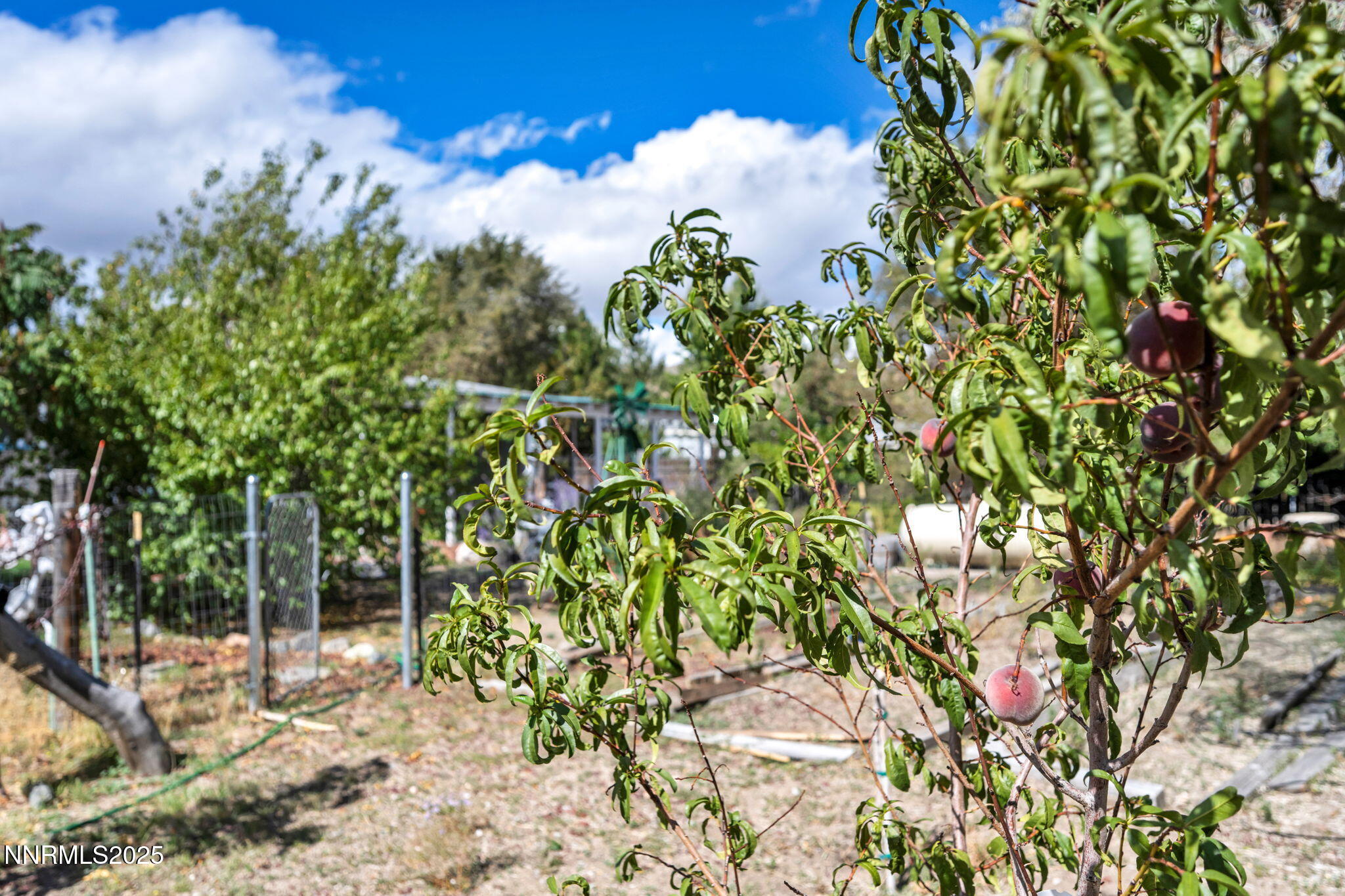 4000 Bobolink Circle Reno, NV 89508 - Photo 49 of 66 a view of a tree with a plant in front of it