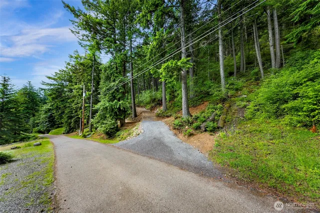 a view of a road with plants and large trees