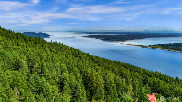 a view of a lush green space
