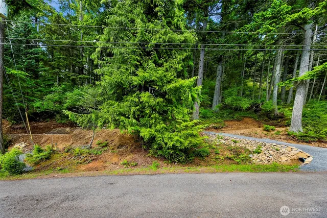 a view of a garden with plants and large trees