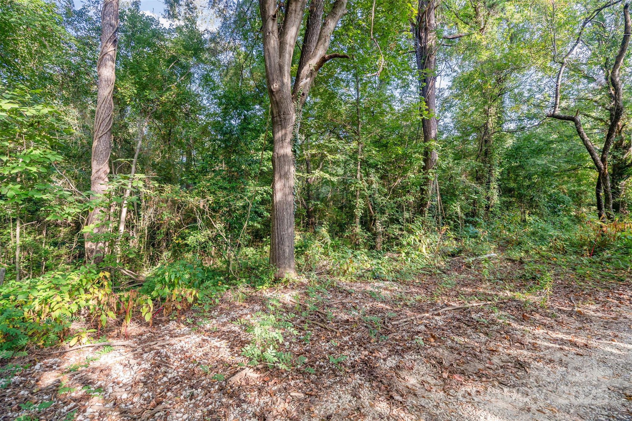 3164 Andrew Link Road Iron Station, NC 28080 - Photo 6 of 17 a view of forest