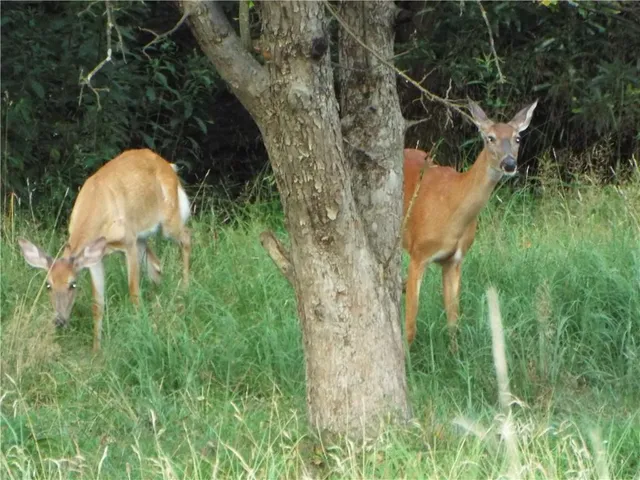 a aerial view of a house with a yard