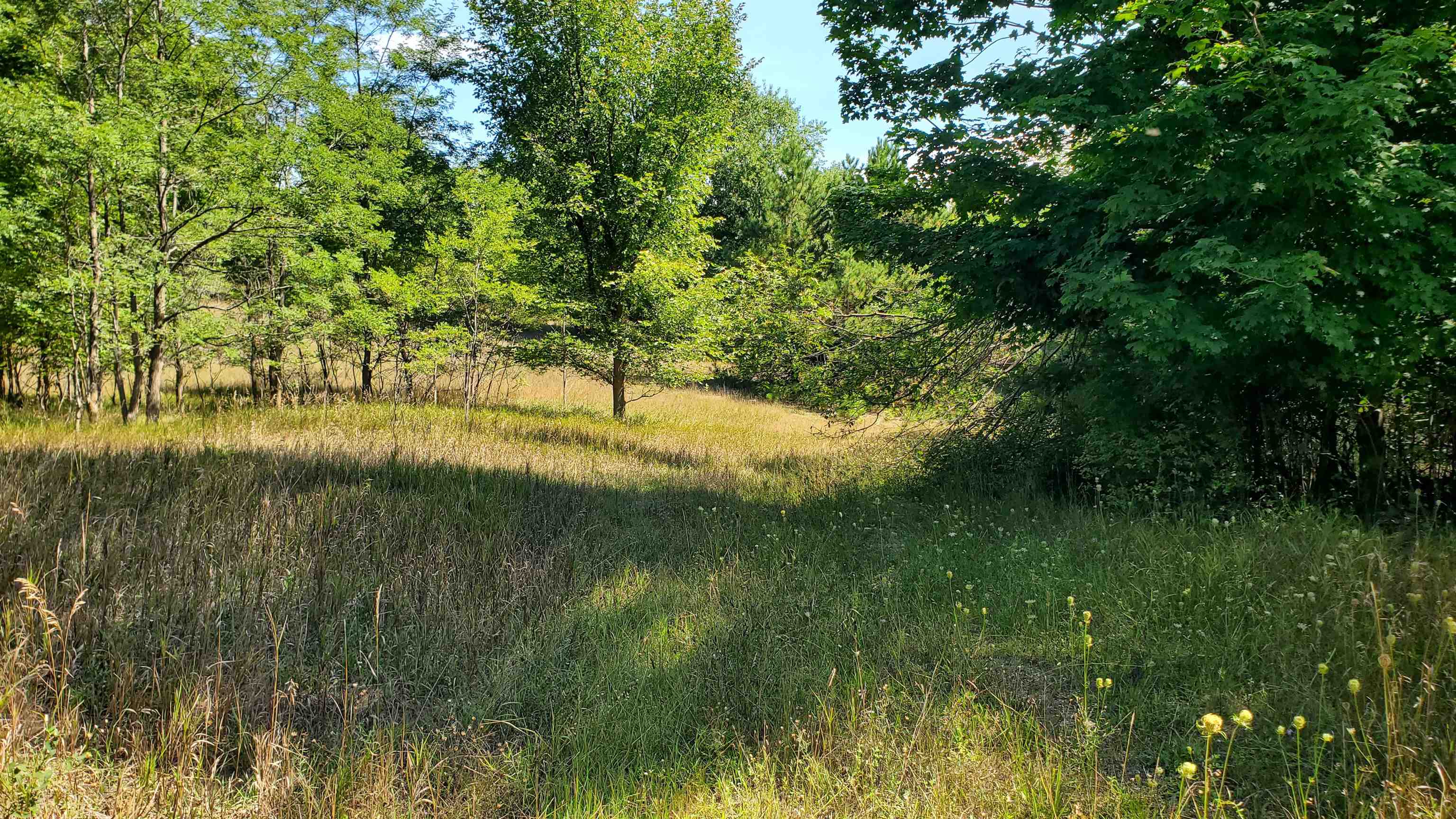 0 Marilla Road Copemish, MI 49625 - Photo 5 of 9 1950330-38086d14-d0c7-492e-886d-32df2494ba2f.JPG