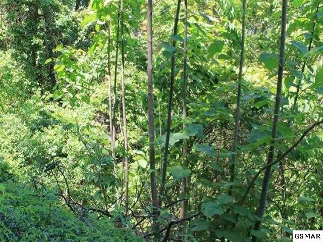 3 Stans Road Gatlinburg, TN 37738 - Photo 3 of 5 Gallery Image 3