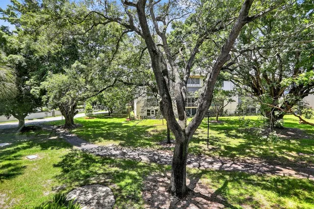 a view of a trees in a yard