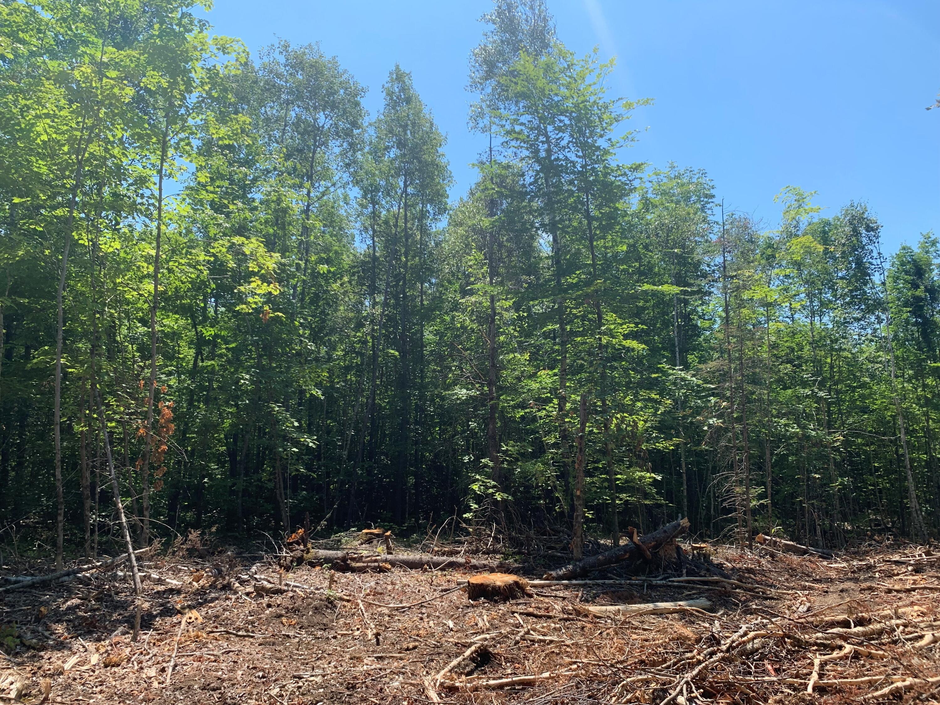 0 Bartlett Bog Road Springfield, ME 04487 - Photo 6 of 13 MLS6