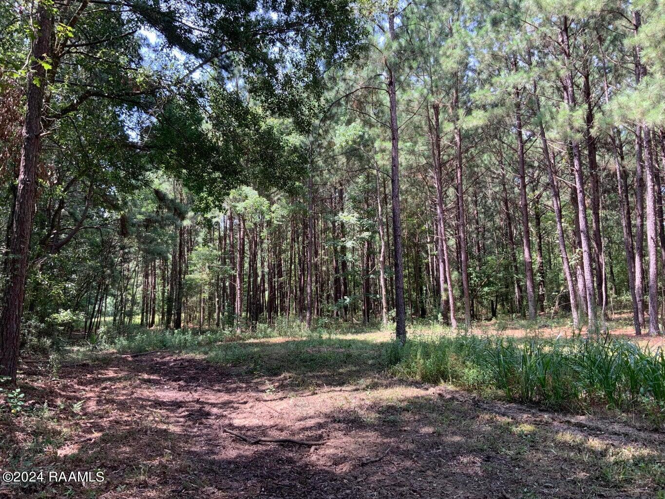 0 Redich Road Basile, LA 70515 - Photo 1 of 6 Property