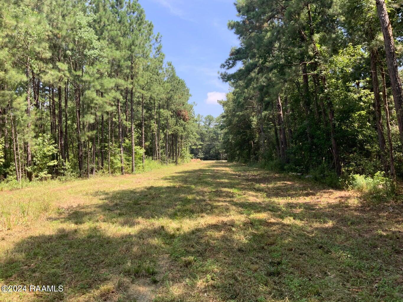 0 Redich Road Basile, LA 70515 - Photo 2 of 6 redich 6