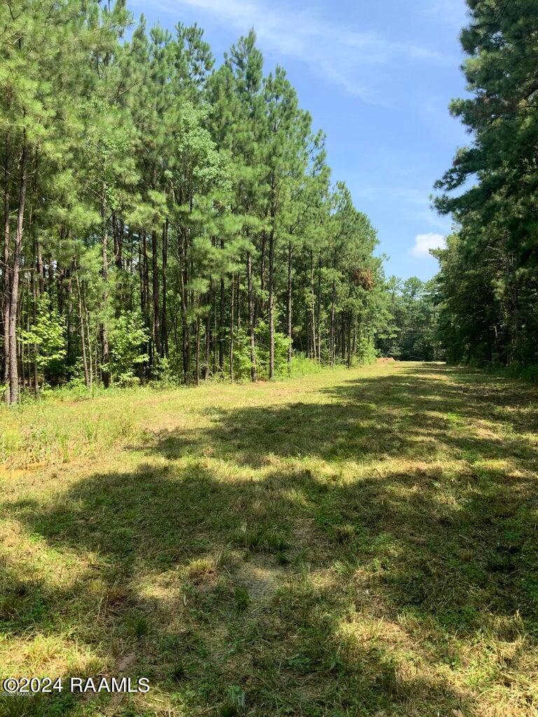 0 Redich Road Basile, LA 70515 - Photo 5 of 6 redich 3