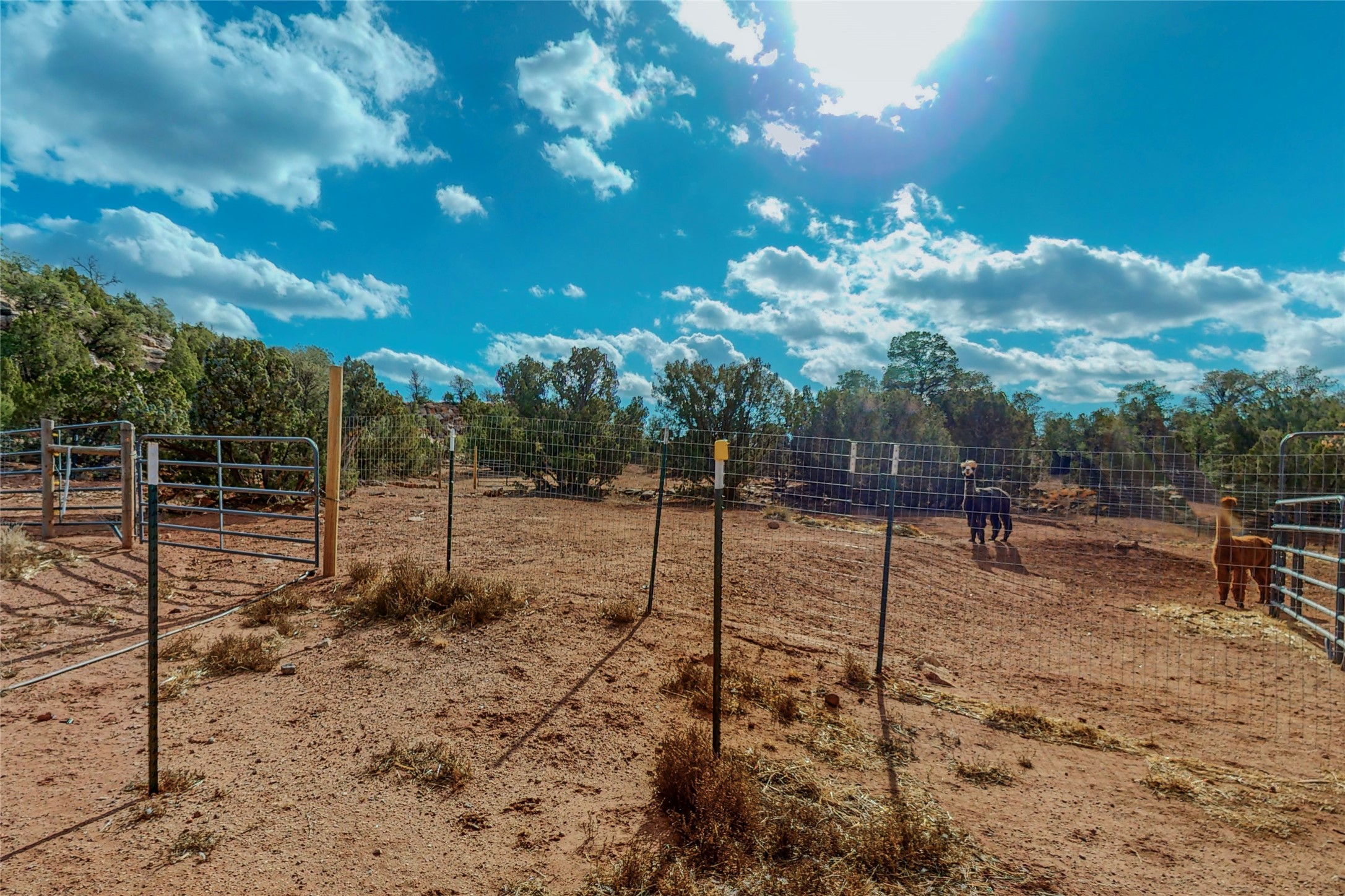 29 County Road B41E Ribera, NM 87560 - Photo 42 of 51 Alpaca pets outside the stable