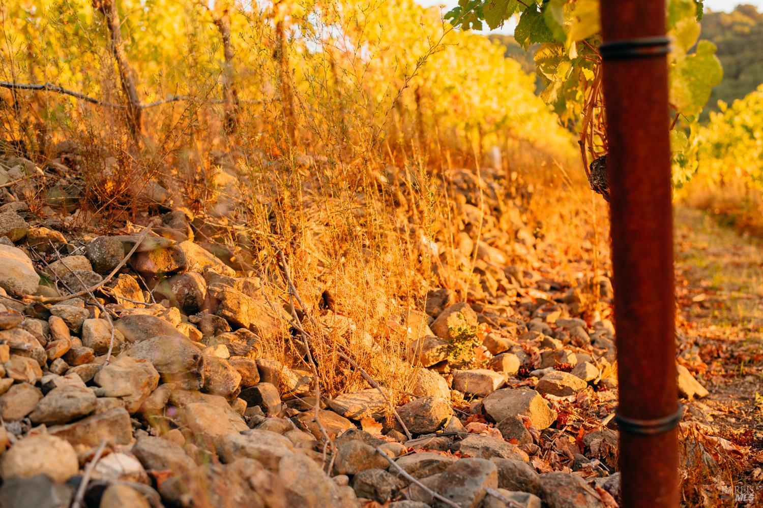 5561 Sonoma Mountain Road Santa Rosa, CA 95404 - Photo 57 of 70 a view of a yard