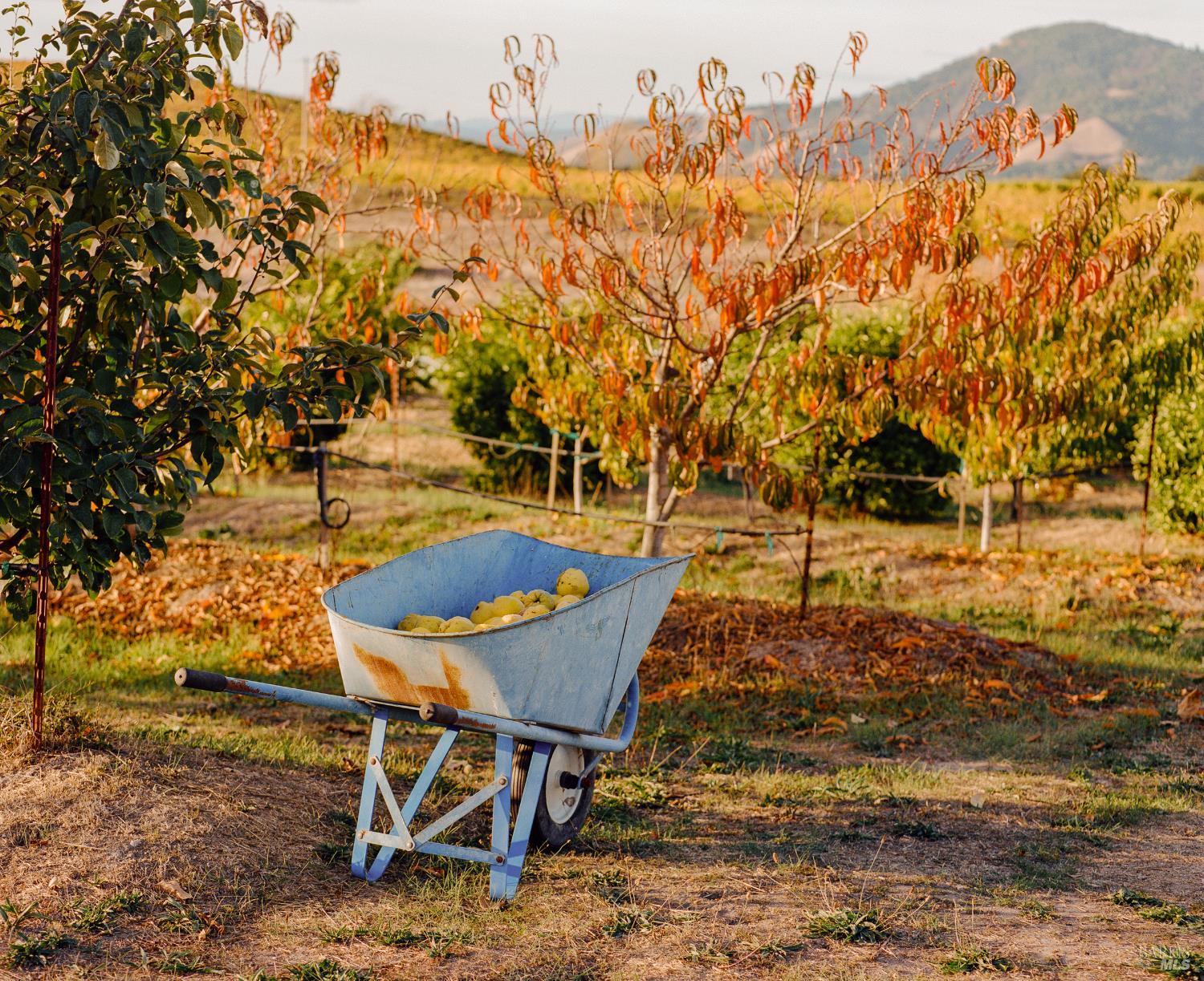 5561 Sonoma Mountain Road Santa Rosa, CA 95404 - Photo 60 of 70 a backyard of a house with table and chairs