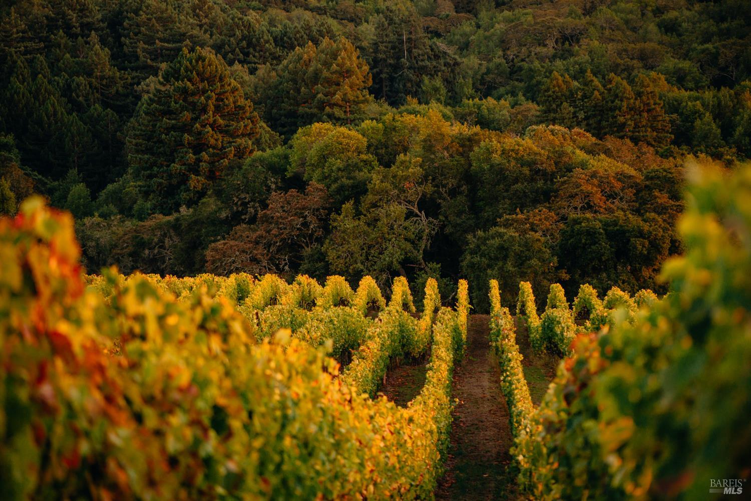 5561 Sonoma Mountain Road Santa Rosa, CA 95404 - Photo 61 of 70 a view of swimming pool