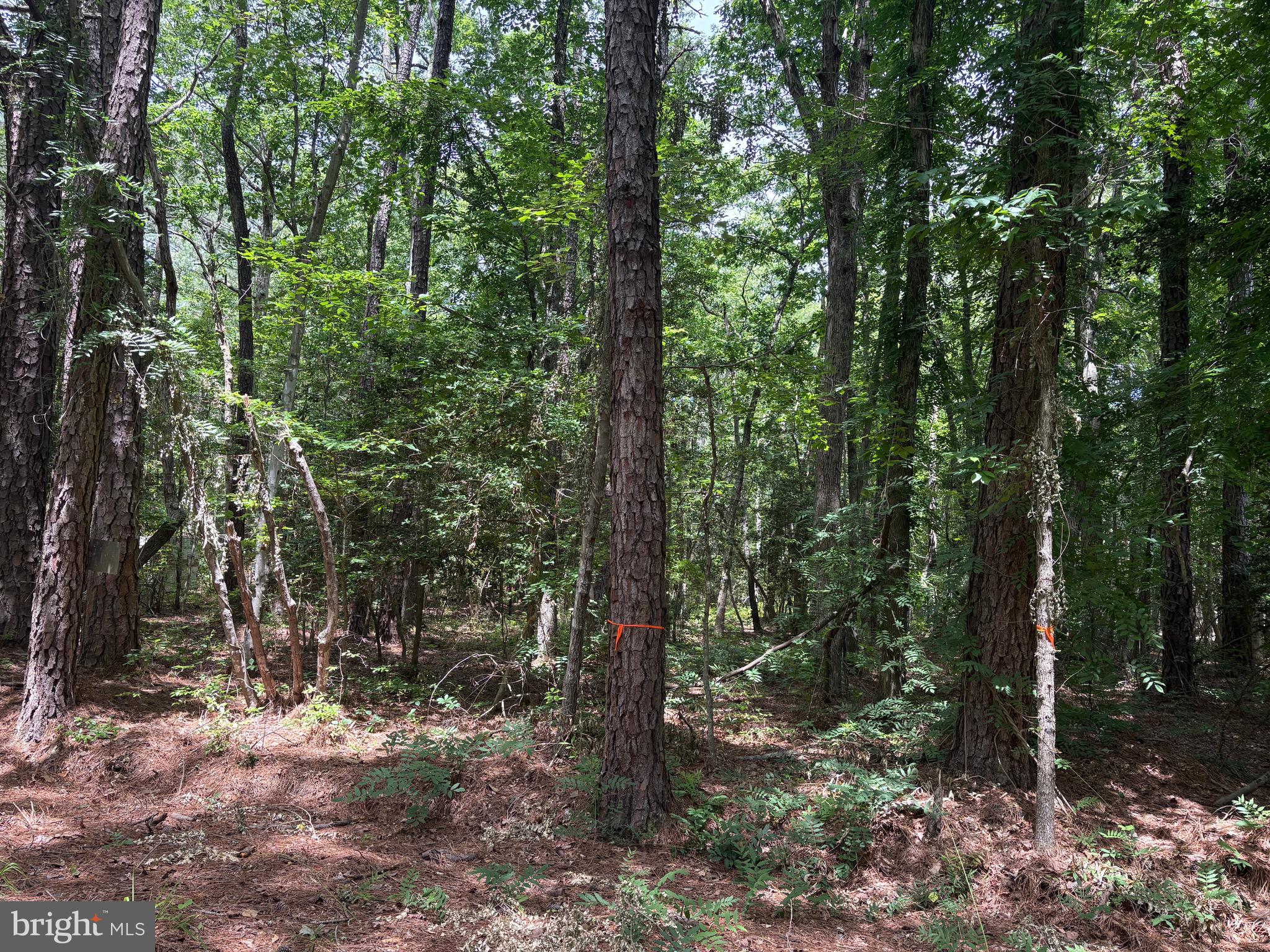 Lot 27 Stotsylvania Road Hague, VA 22469 - Photo 2 of 8