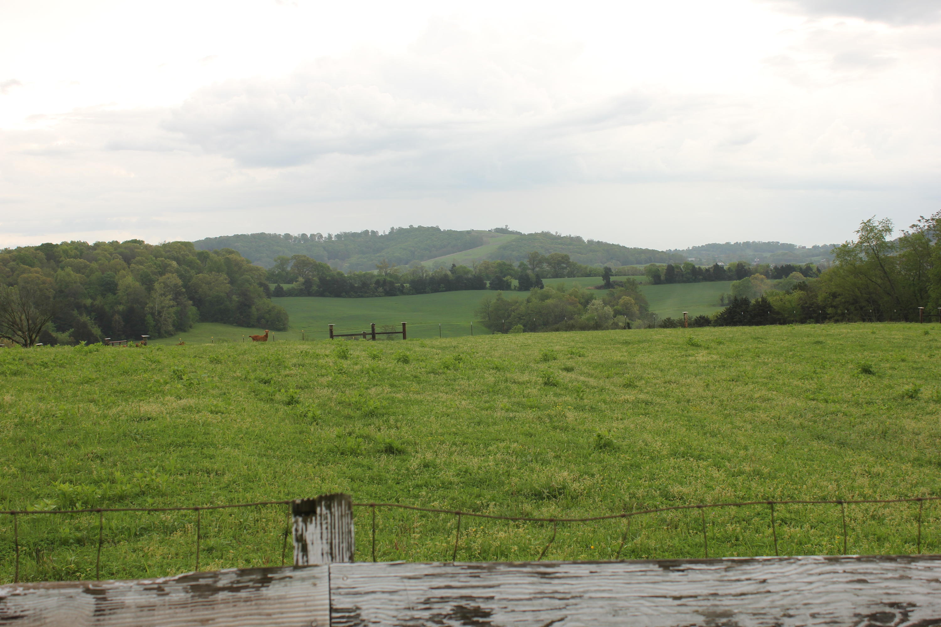1949 Jackson Road Rutledge, TN 37861 - Photo 6 of 8 IMG_3916