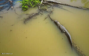 1002 Travelers Rest Lorman, MS 39096 - Photo 23 of 35 20250707200525967526000000