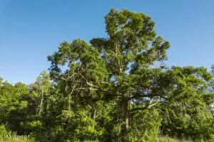 $349,000 | 1002 Travelers Rest, Lorman, MS 39096