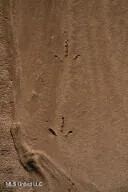 $349,000 | 1002 Travelers Rest, Lorman, MS 39096