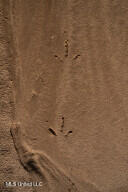 1002 Travelers Rest Lorman, MS 39096 - Photo 34 of 35 20250707200532755210000000