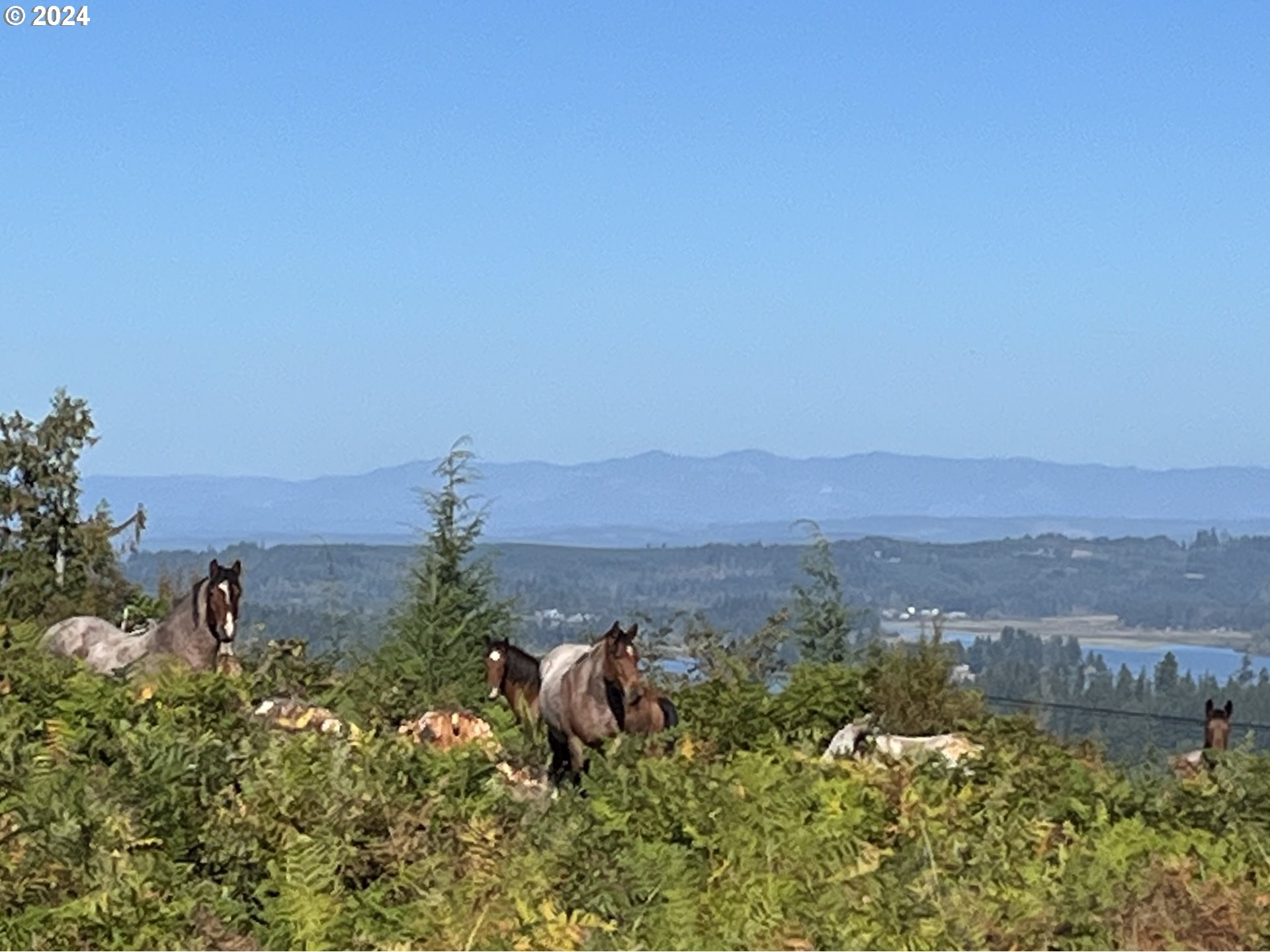 0 South Silver Lake Road, Unit 9 Castle Rock, WA 98611 - Photo 11 of 11 Gallery Image 11