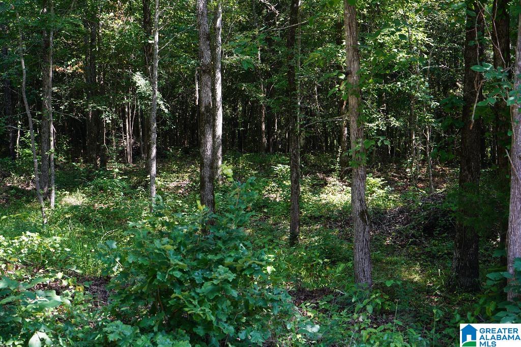 0 Tawbush Road, Unit 16 Trafford, AL 35172 - Photo 8 of 11