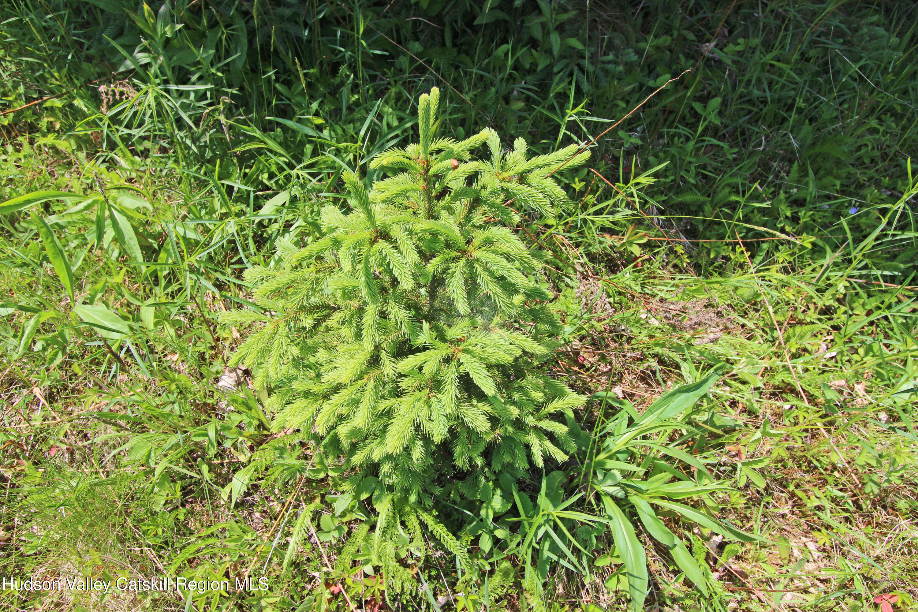 0 John Shultis Road Denver, NY 12421 - Photo 8 of 10 8 New growth