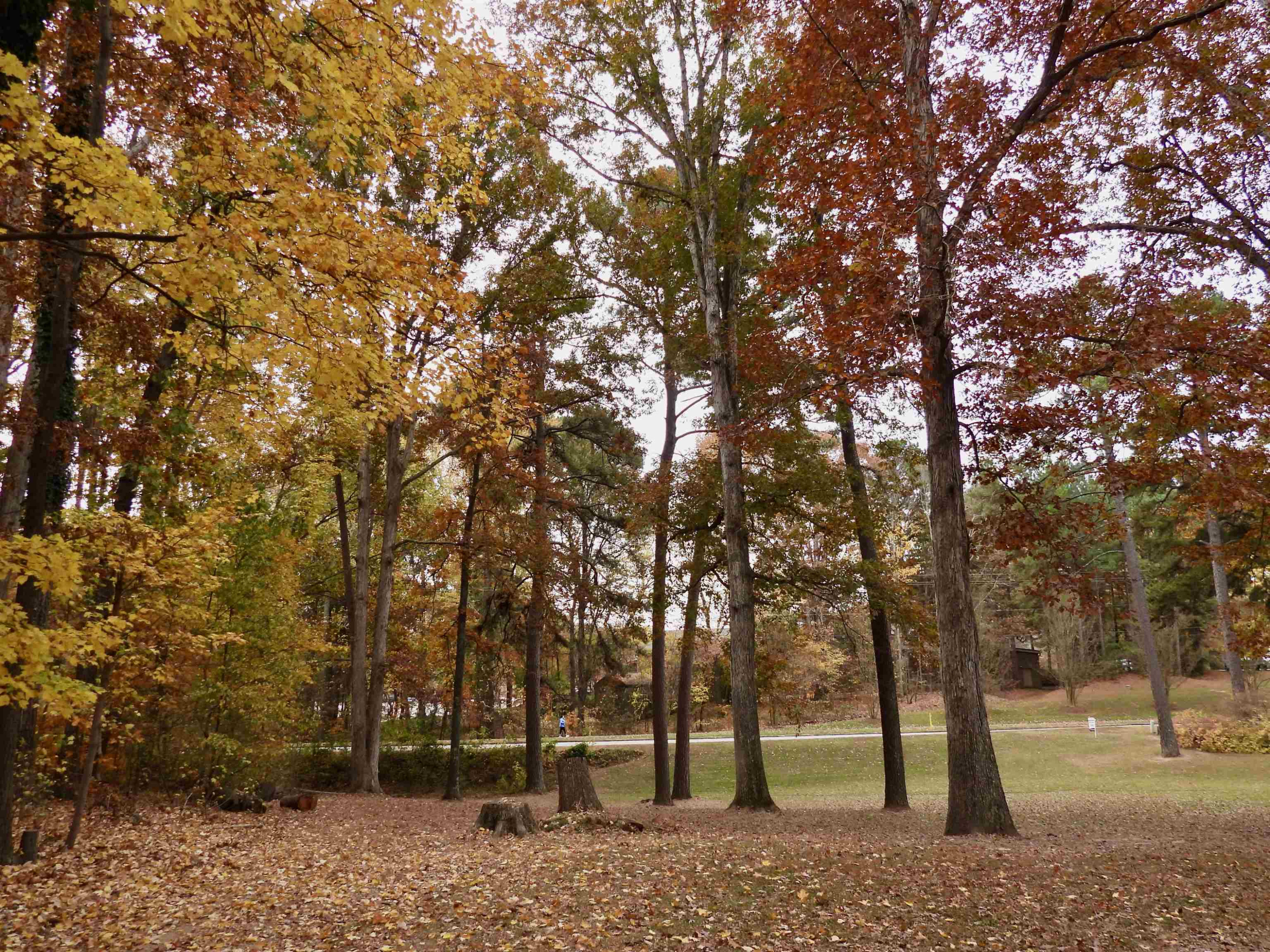 3007 Old Raleigh Road Apex, NC 27502 - Photo 32 of 39 a view of outdoor space with trees