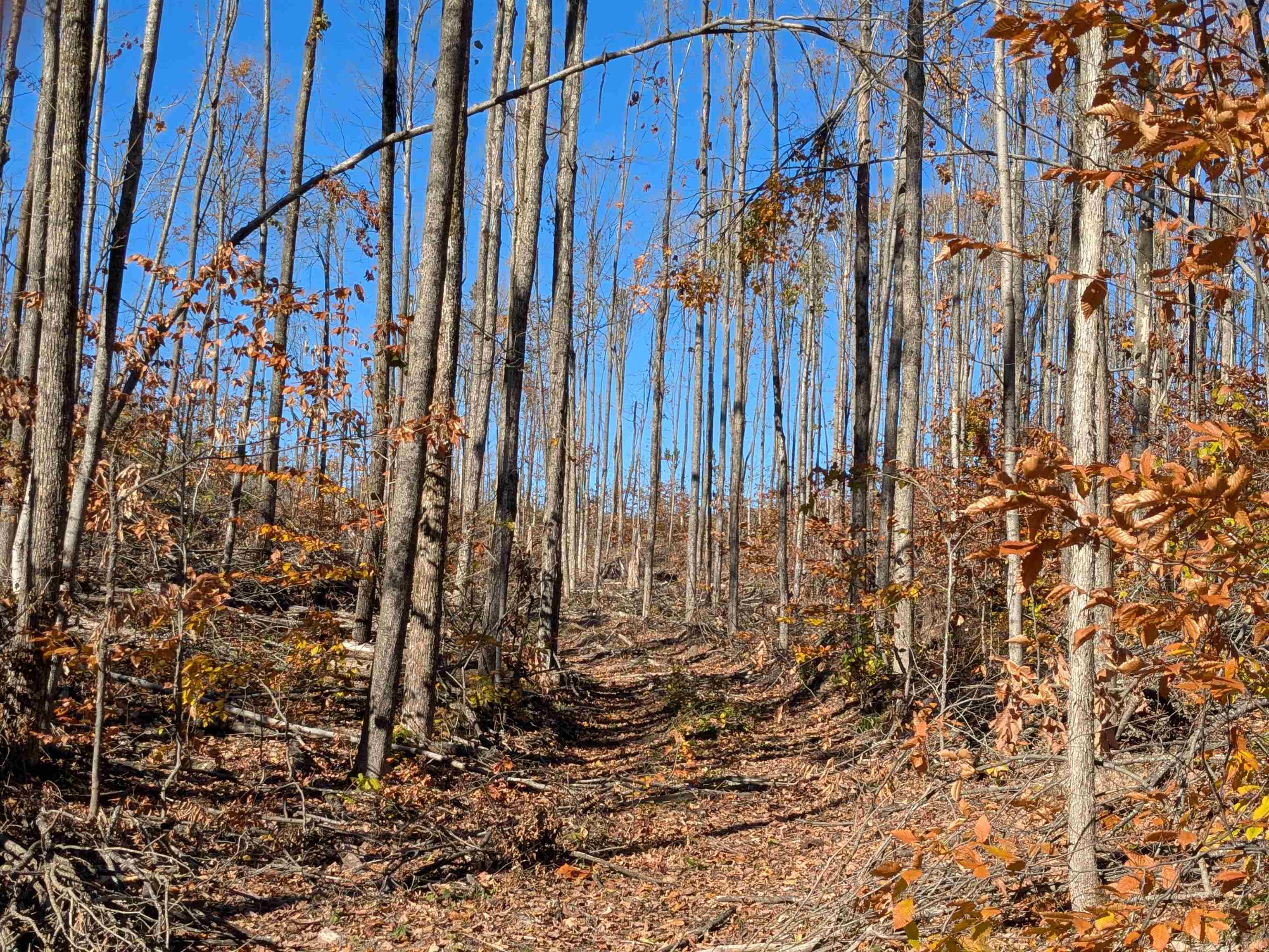 V/l Off Tower Road, Unit LOT: 6 8 9 Vanderbilt, MI 49795 - Photo 8 of 15