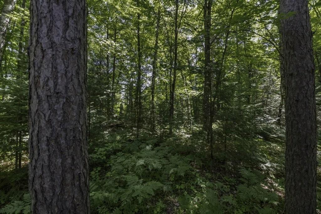 31 Mallard Landing Road Presque Isle, WI 54557 - Photo 3 of 17 Gallery Image 3