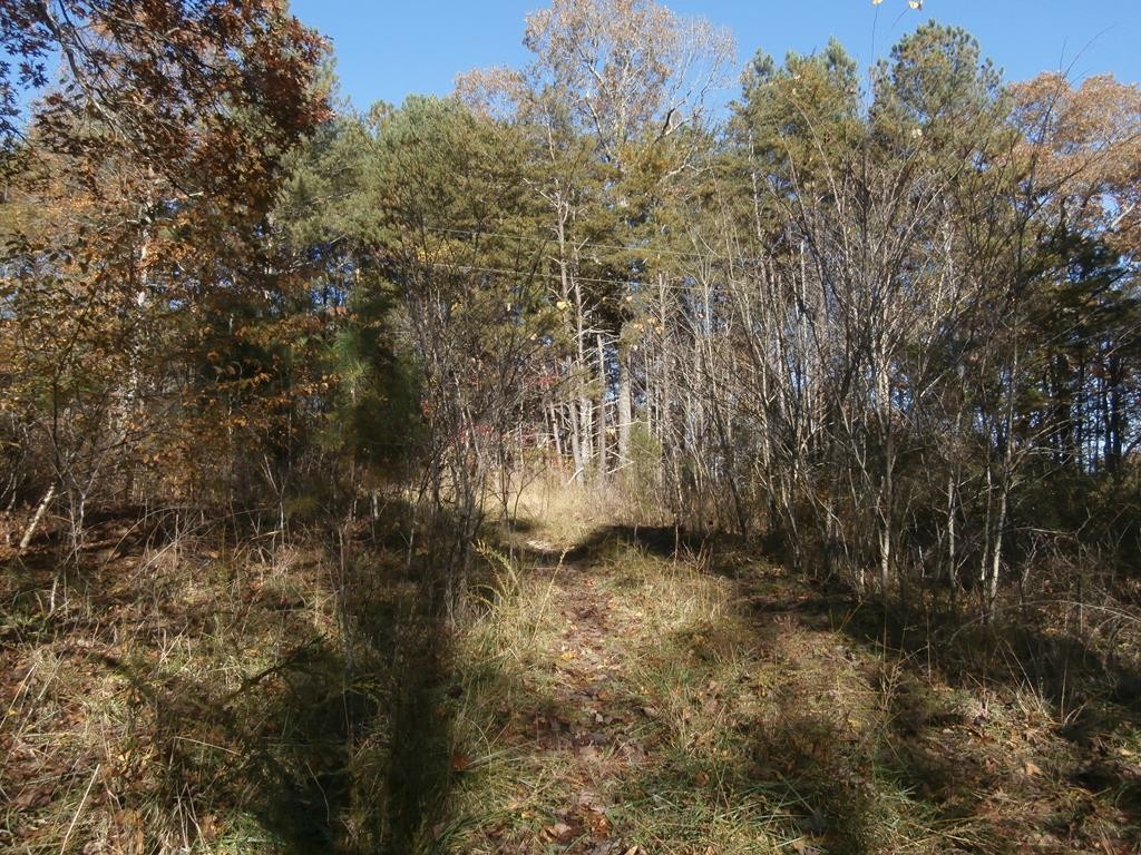 6591 Wolf Creek Road Spring City, TN 37381 - Photo 3 of 4 Gallery Image 3