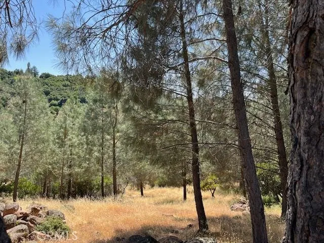 a view of a forest filled with trees