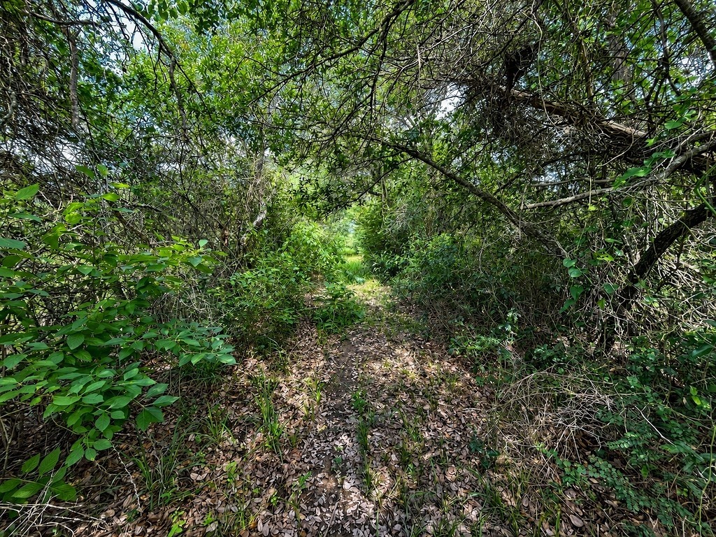 Tbd Water Oak Road Columbus, TX 78934 - Photo 9 of 14