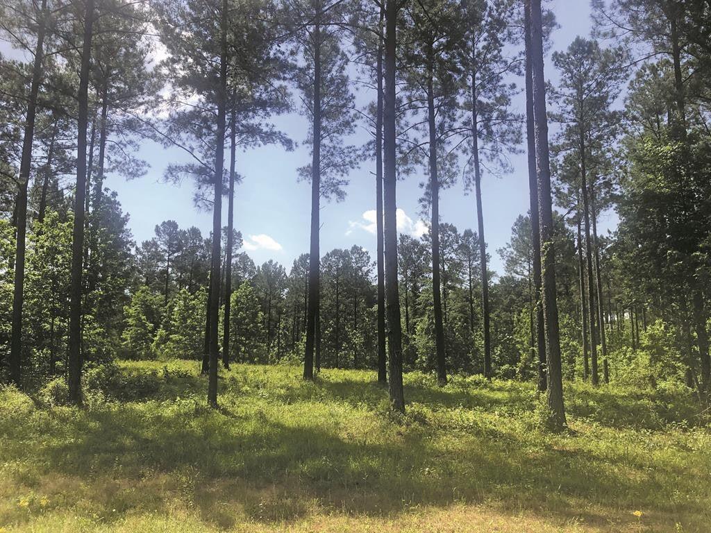 358 Georgia Road Edgefield, SC 29824 - Photo 1 of 2 Front of Lot