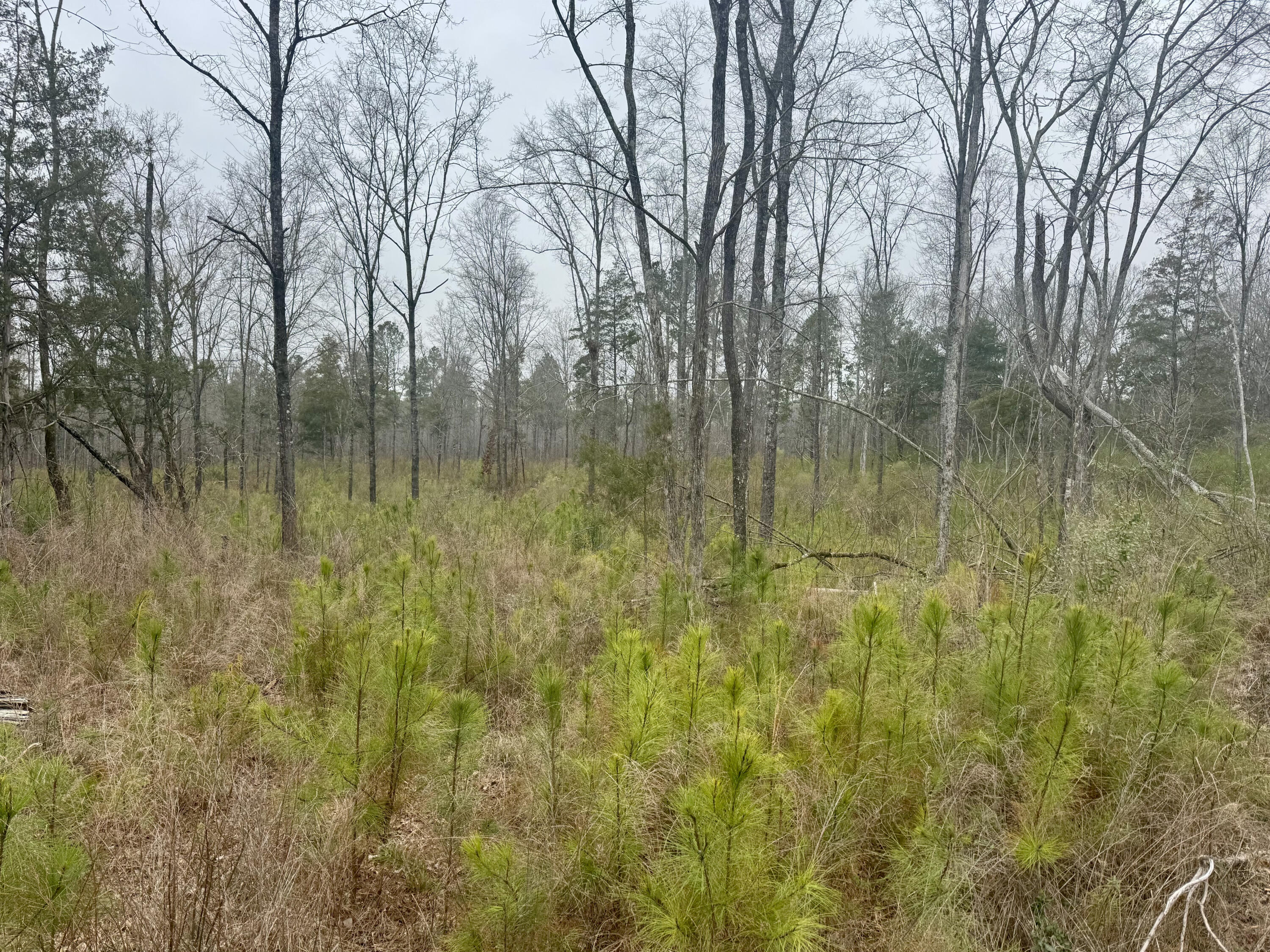A3 Camp Creek Road, Unit PARCEL A3 Lancaster, SC 29720 - Photo 5 of 5