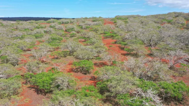 a view of a bunch of trees and bushes