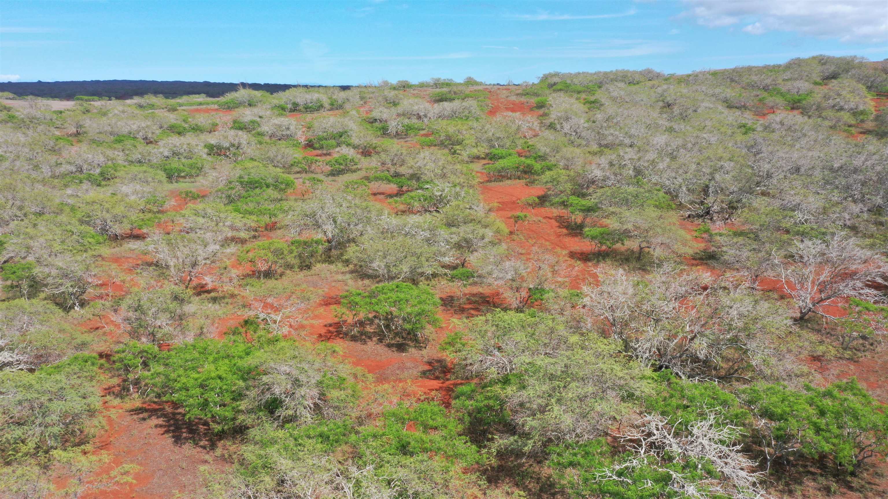 0 Kalua Koi Road, Unit 38 Maunaloa, HI 96770 - Photo 7 of 13 a view of a bunch of trees and bushes