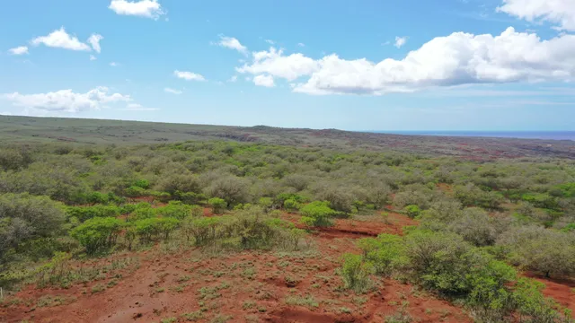 a view of a big yard with lots of trees