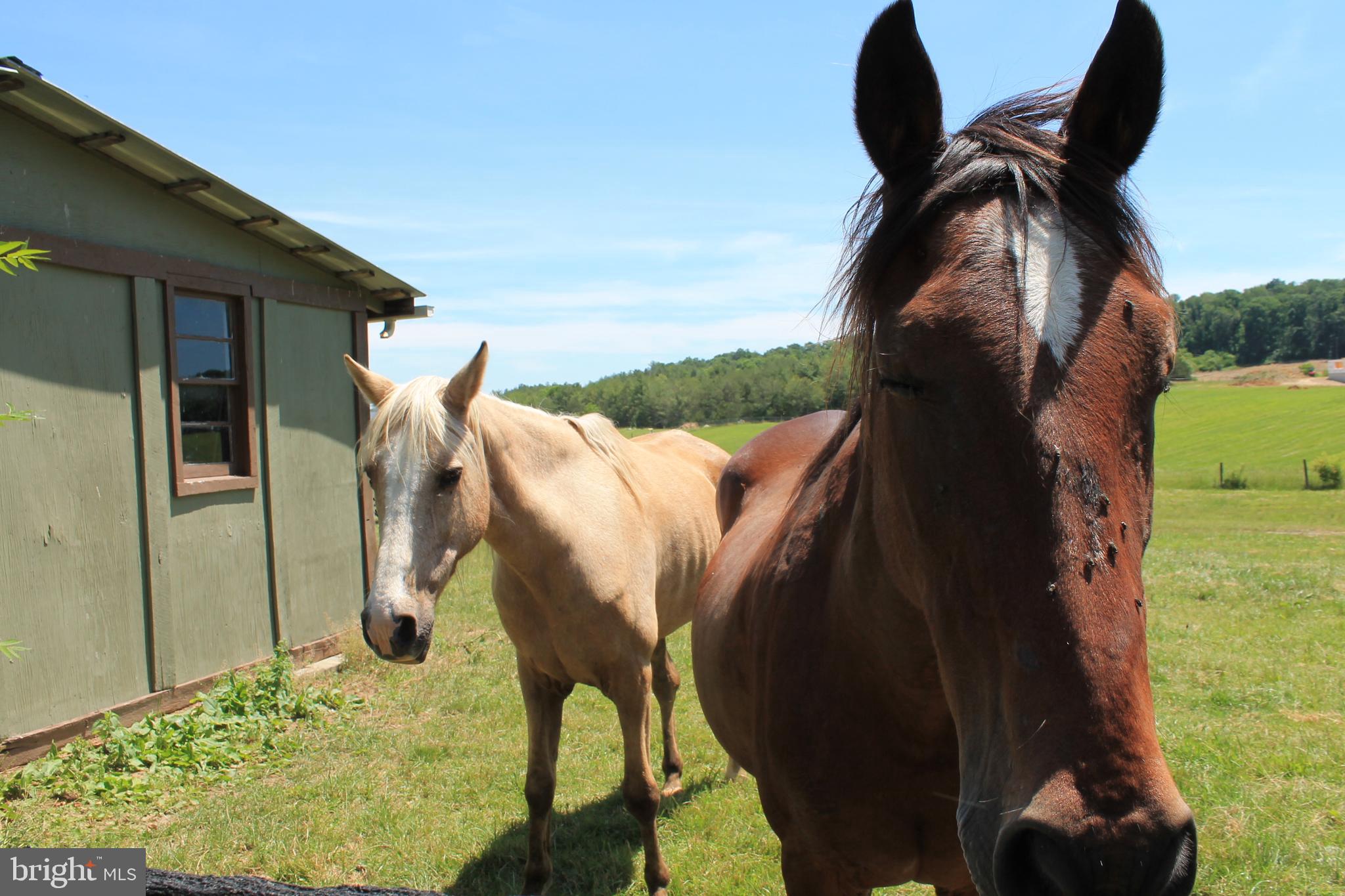 1615 Pleasant View Road Mount Jackson, VA 22842 - Photo 106 of 131