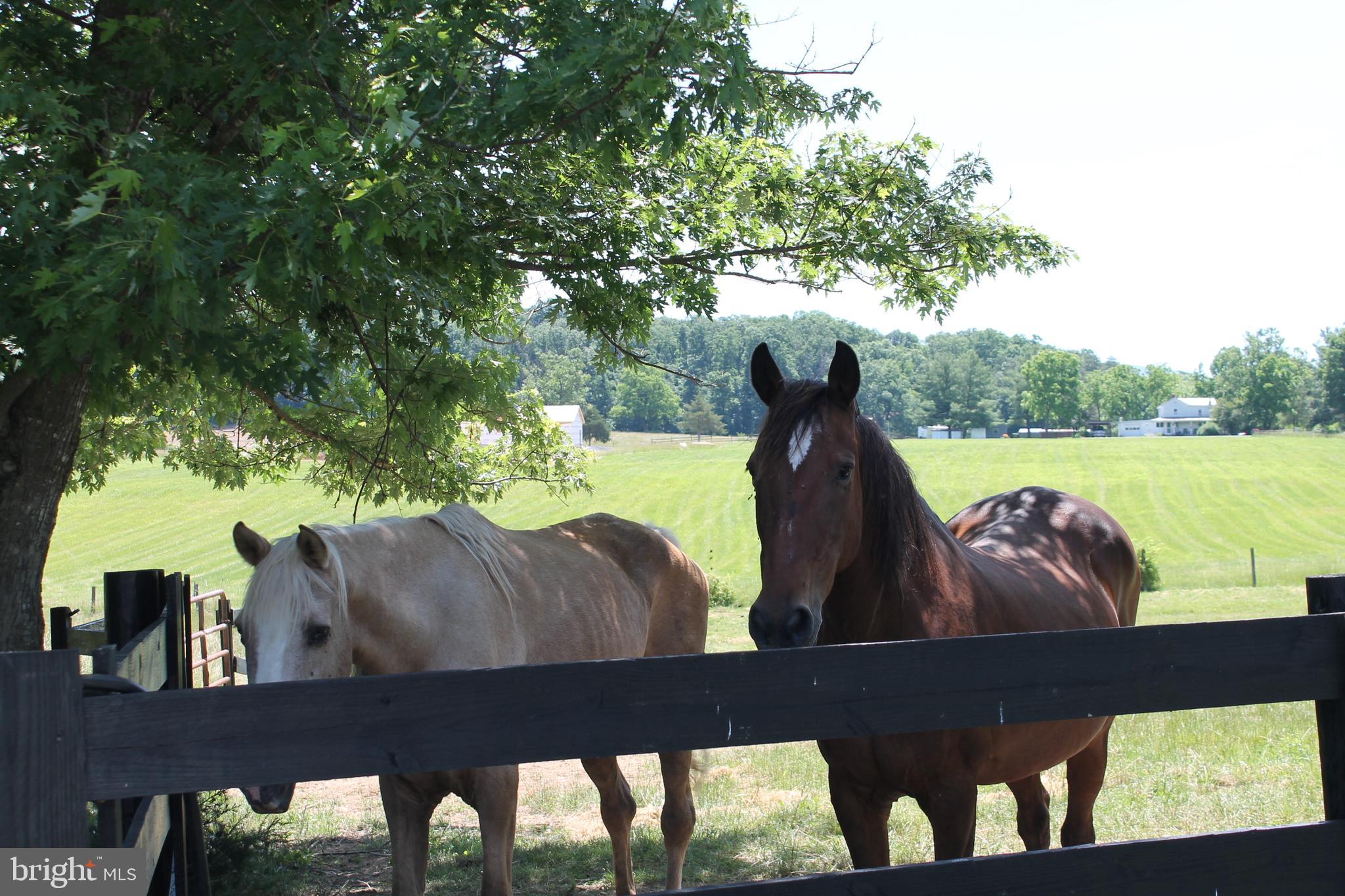 1615 Pleasant View Road Mount Jackson, VA 22842 - Photo 96 of 131