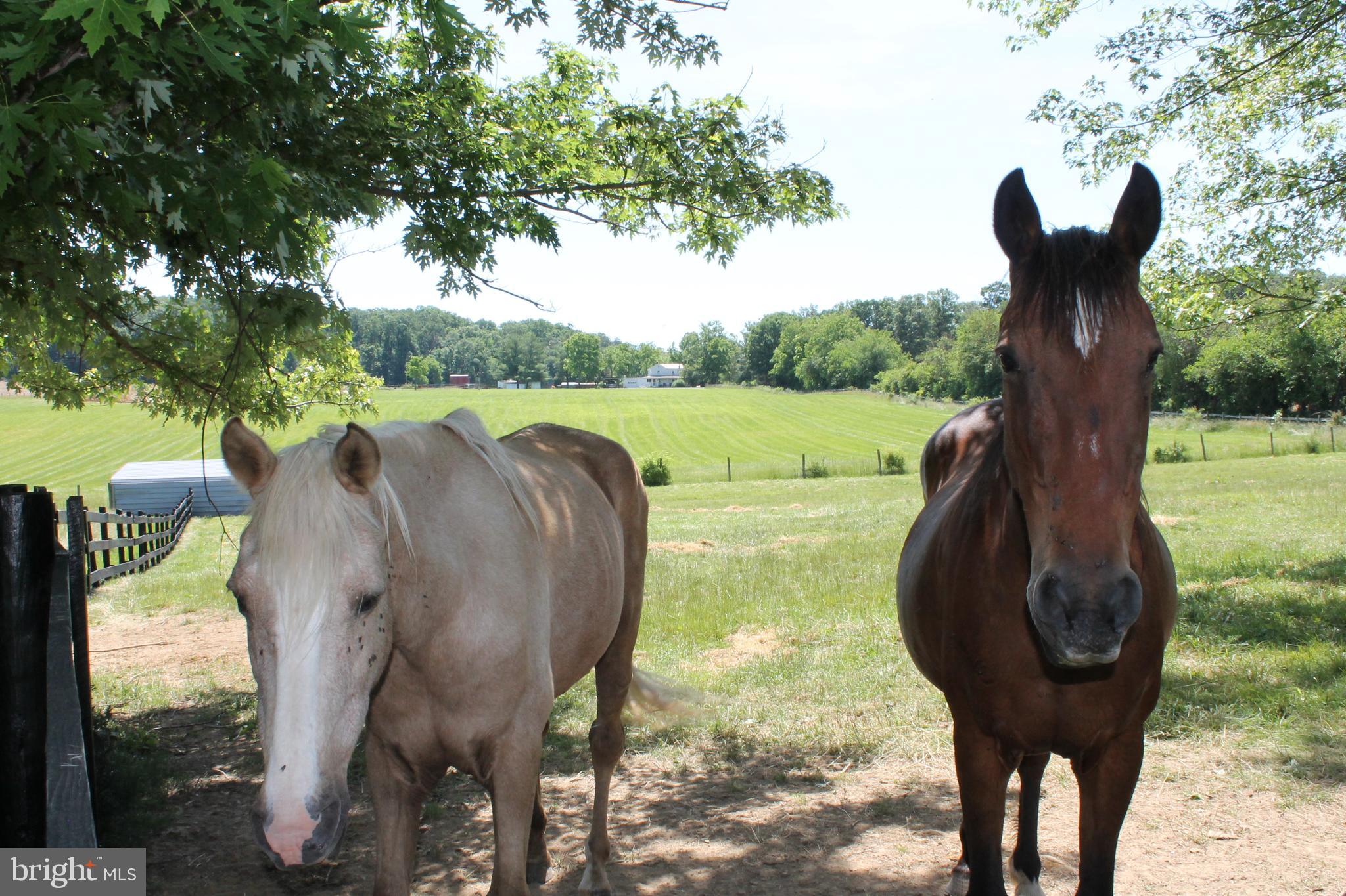 1615 Pleasant View Road Mount Jackson, VA 22842 - Photo 97 of 131