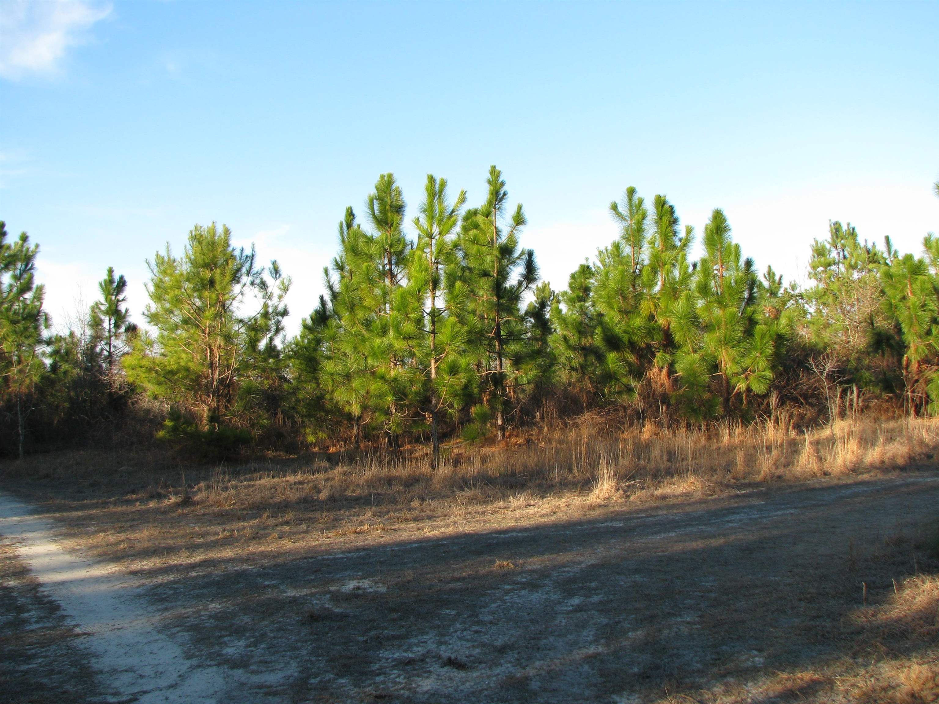 0 Gully Branch Road Hamer, SC 29547 - Photo 11 of 35 View of dirt / gravel road