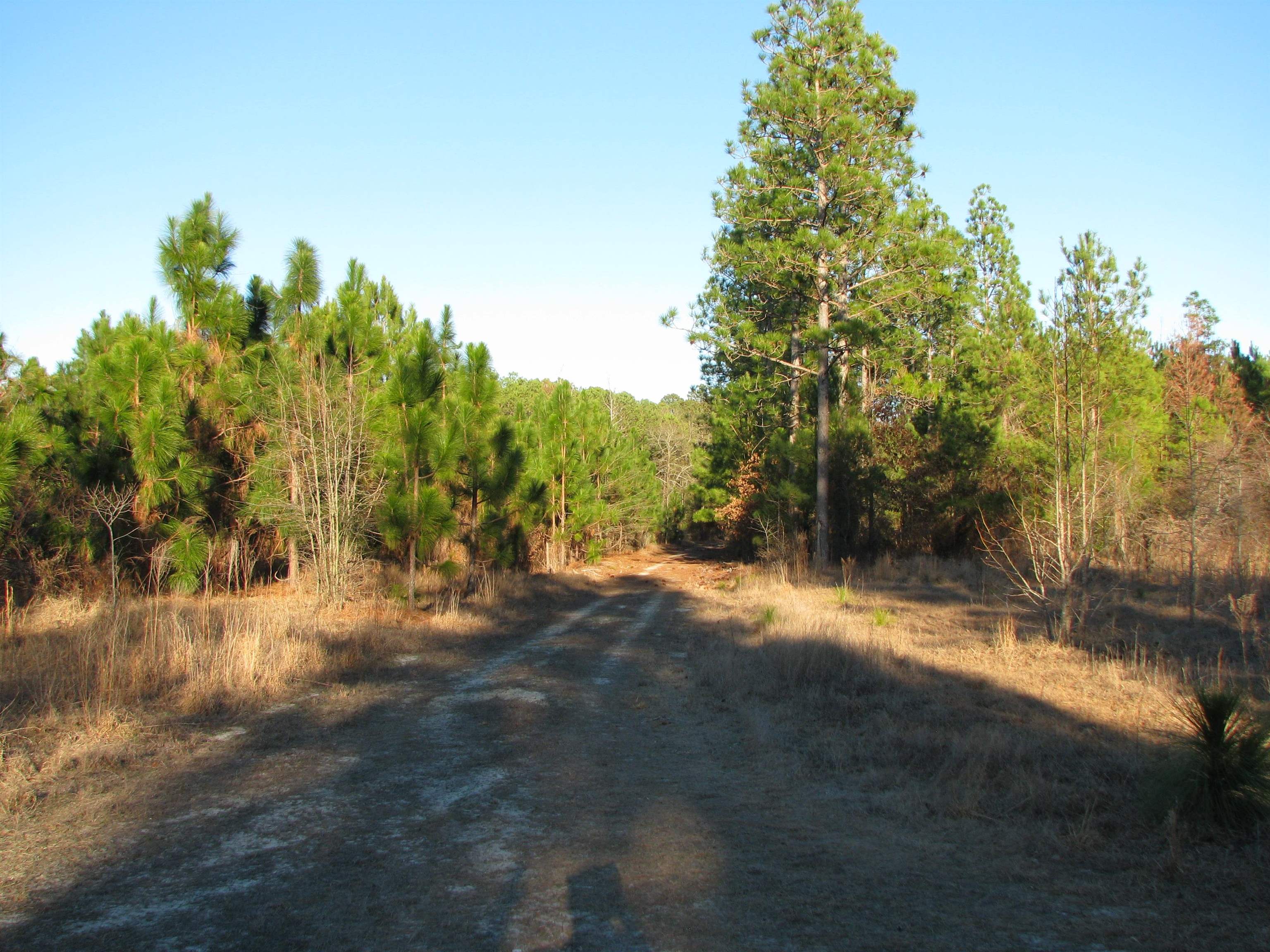 0 Gully Branch Road Hamer, SC 29547 - Photo 13 of 35 View of dirt / gravel road featuring a view of trees