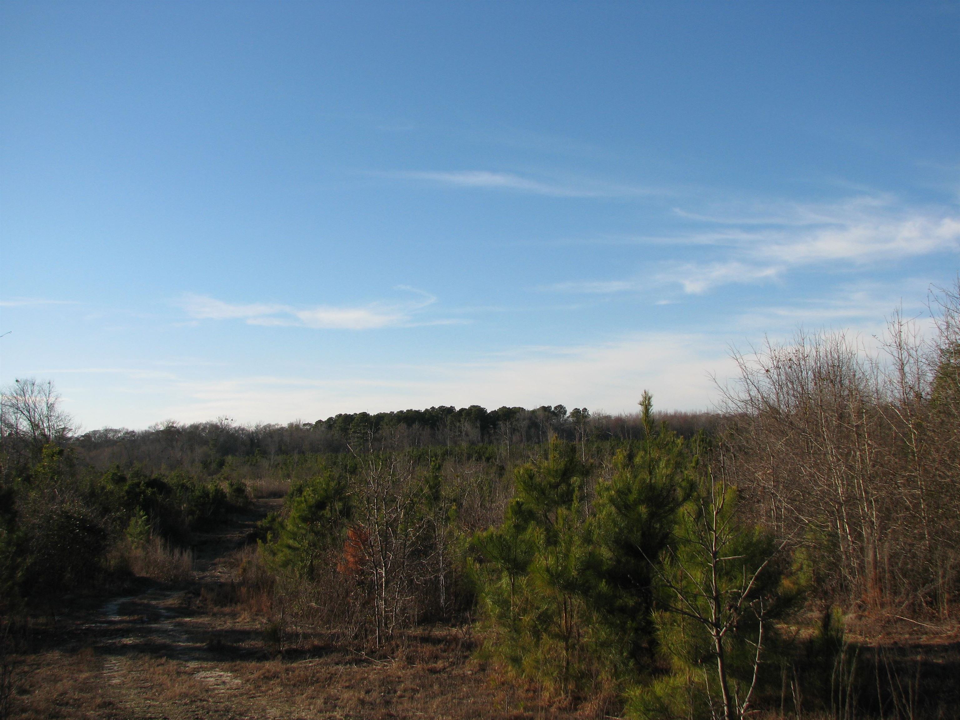 0 Gully Branch Road Hamer, SC 29547 - Photo 14 of 35 View of woods
