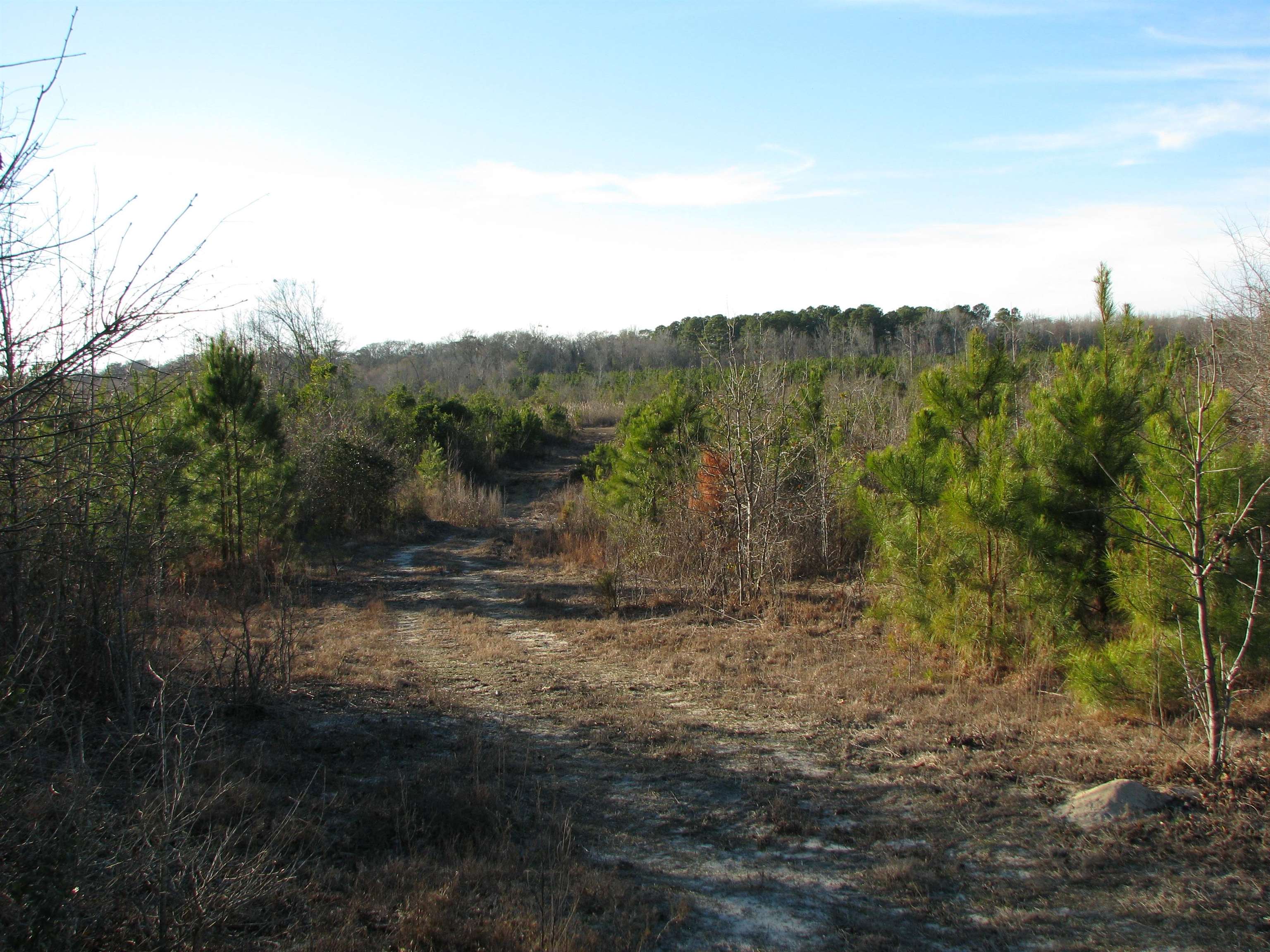 0 Gully Branch Road Hamer, SC 29547 - Photo 15 of 35 View of road featuring a view of trees