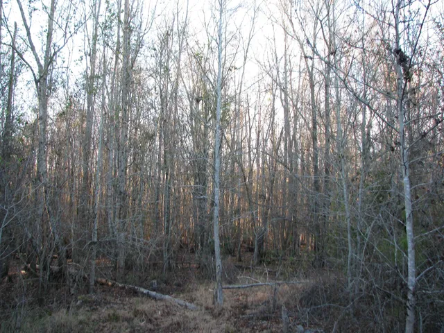 $1,535,112 | 0 Gully Branch Road, Hamer, SC 29547