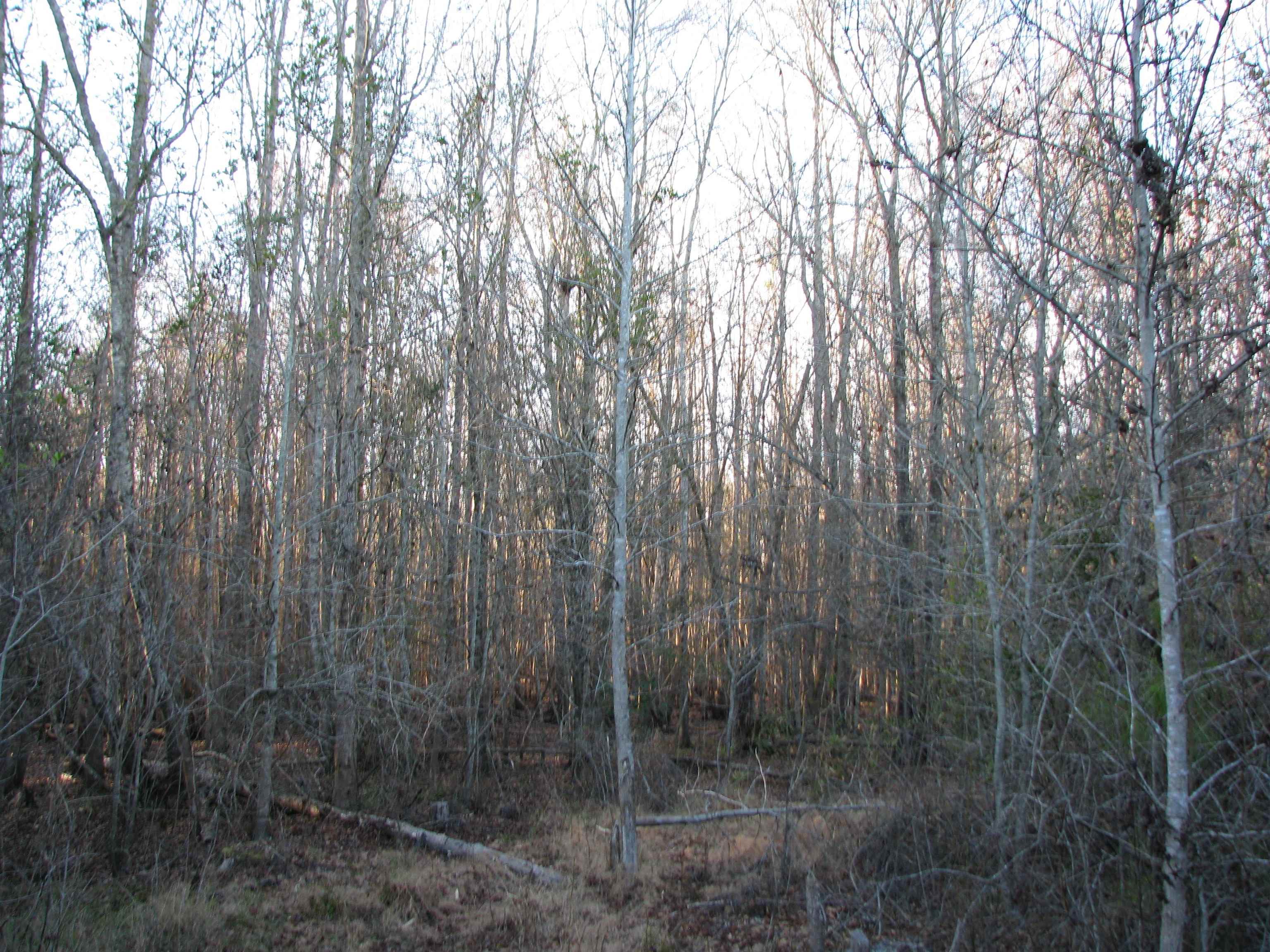 0 Gully Branch Road Hamer, SC 29547 - Photo 17 of 35 View of tree filled area