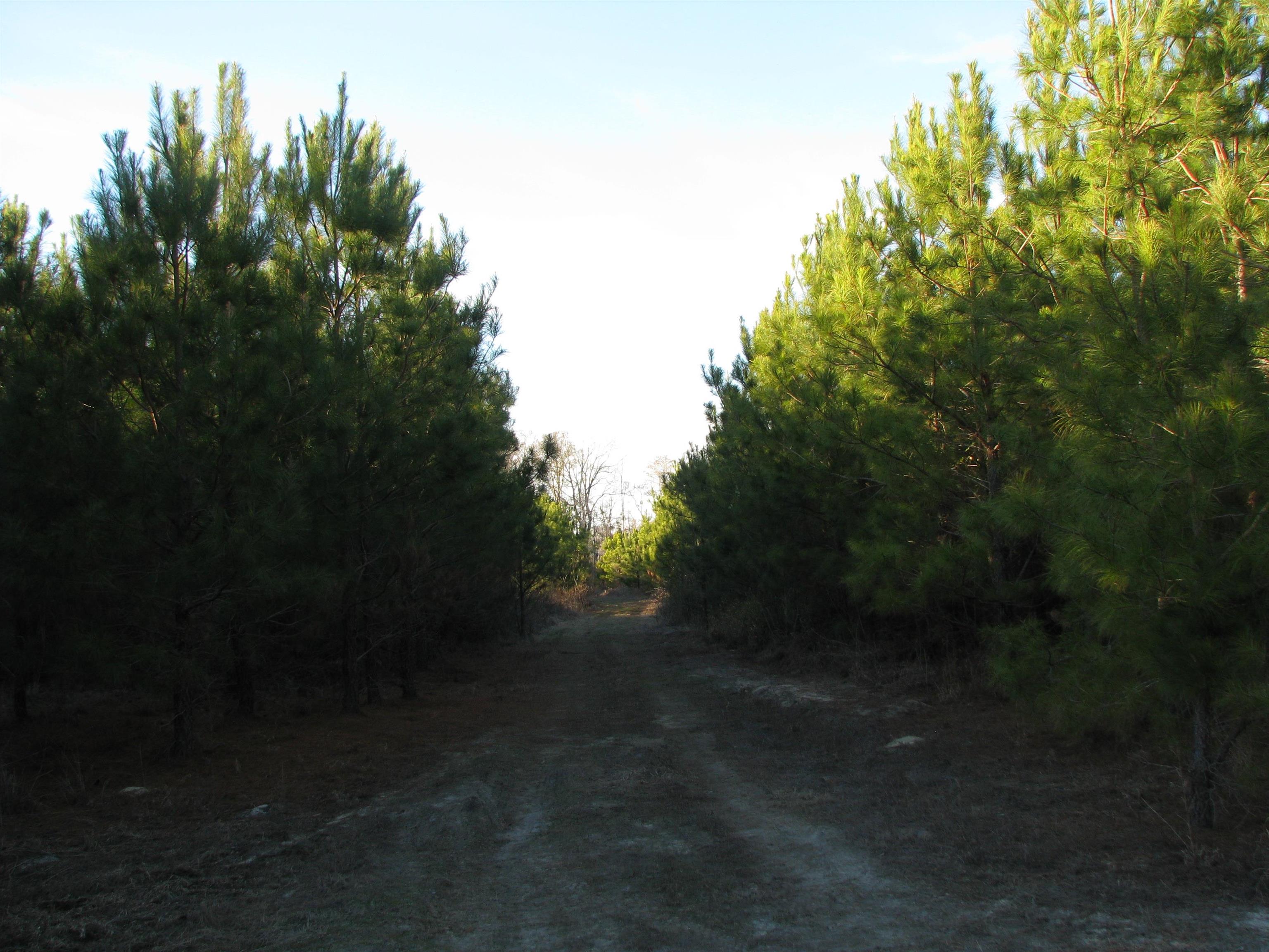 0 Gully Branch Road Hamer, SC 29547 - Photo 18 of 35 View of road
