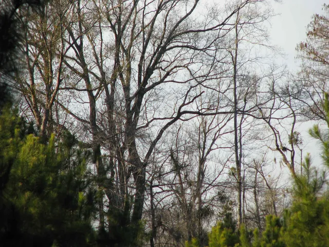 $1,535,112 | 0 Gully Branch Road, Hamer, SC 29547