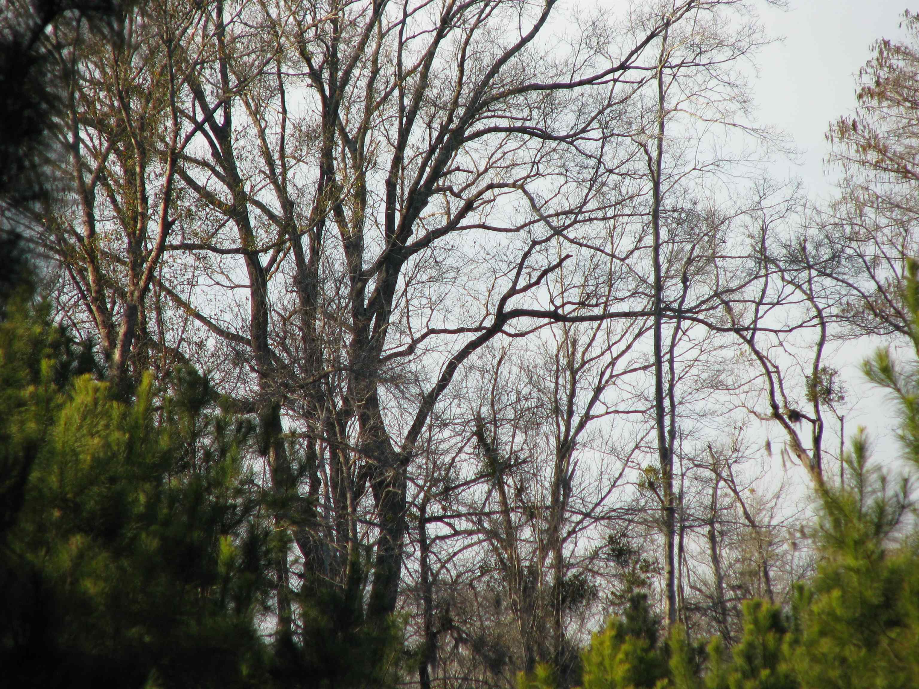 0 Gully Branch Road Hamer, SC 29547 - Photo 19 of 35 Water view